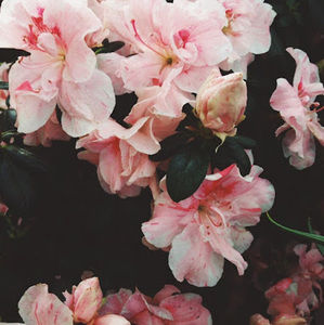 Meet your Posher, Alexa